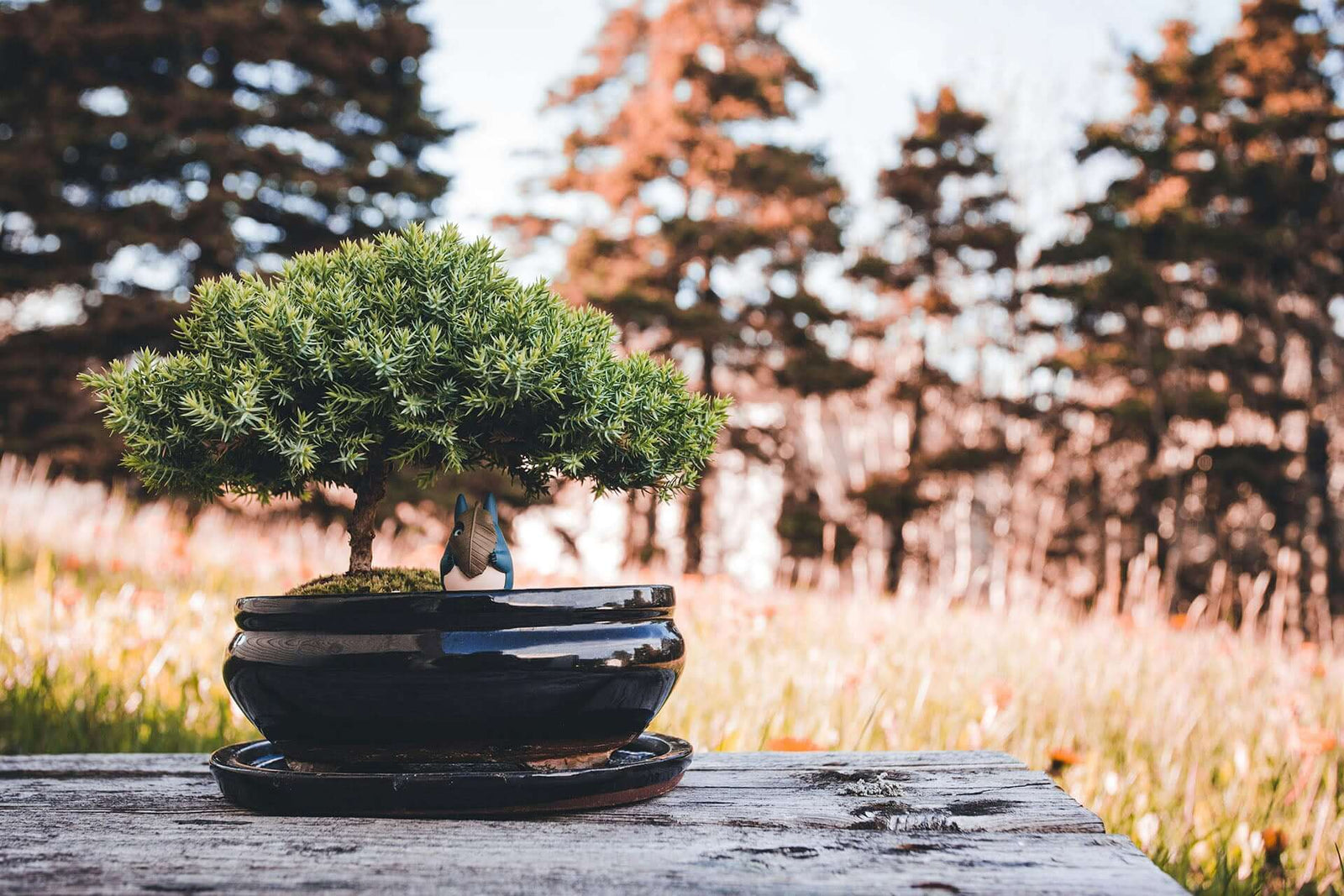 The Timeless Elegance of Juniper Bonsai: A Journey Through Art and Nature