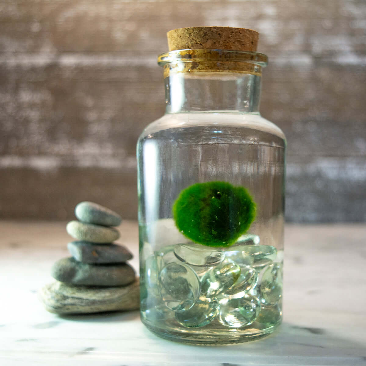 New Year, New Pet, New You.