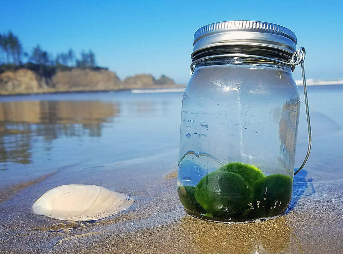 The Traveling Moss Ball Pets