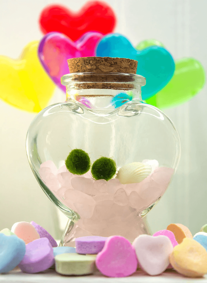 Moss Ball Pets: A Symbol of Eternal Love