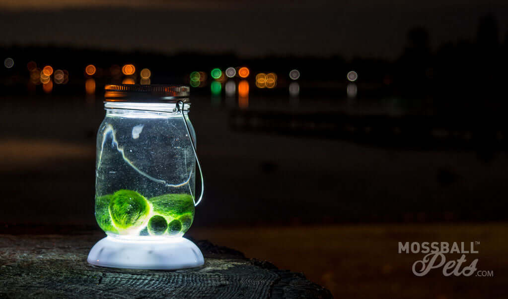 10 Amazing Reasons To Adopt A Moss Ball Pet!