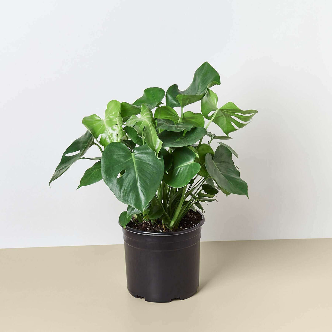 Philodendron ‘Monstera' - 10" Pot