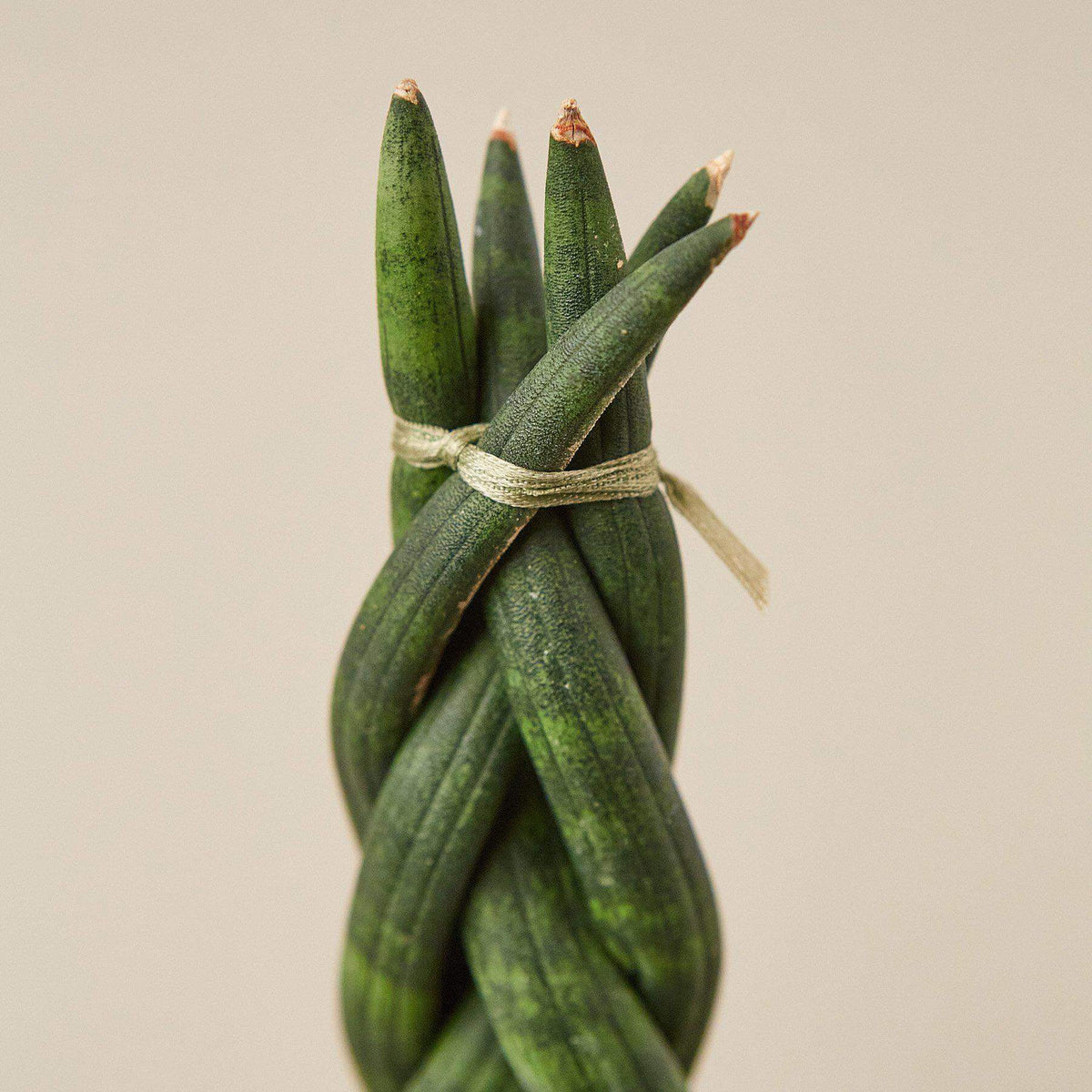 snake plant round Snake Plant 'Braided'