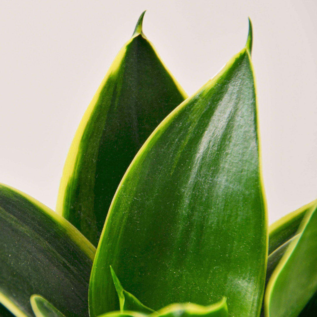 Snake Plant 'Emerald Star'