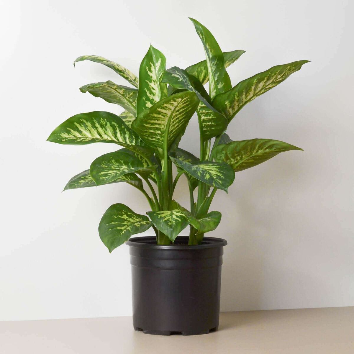 dieffenbachia dark green Dieffenbachia Tropic Snow