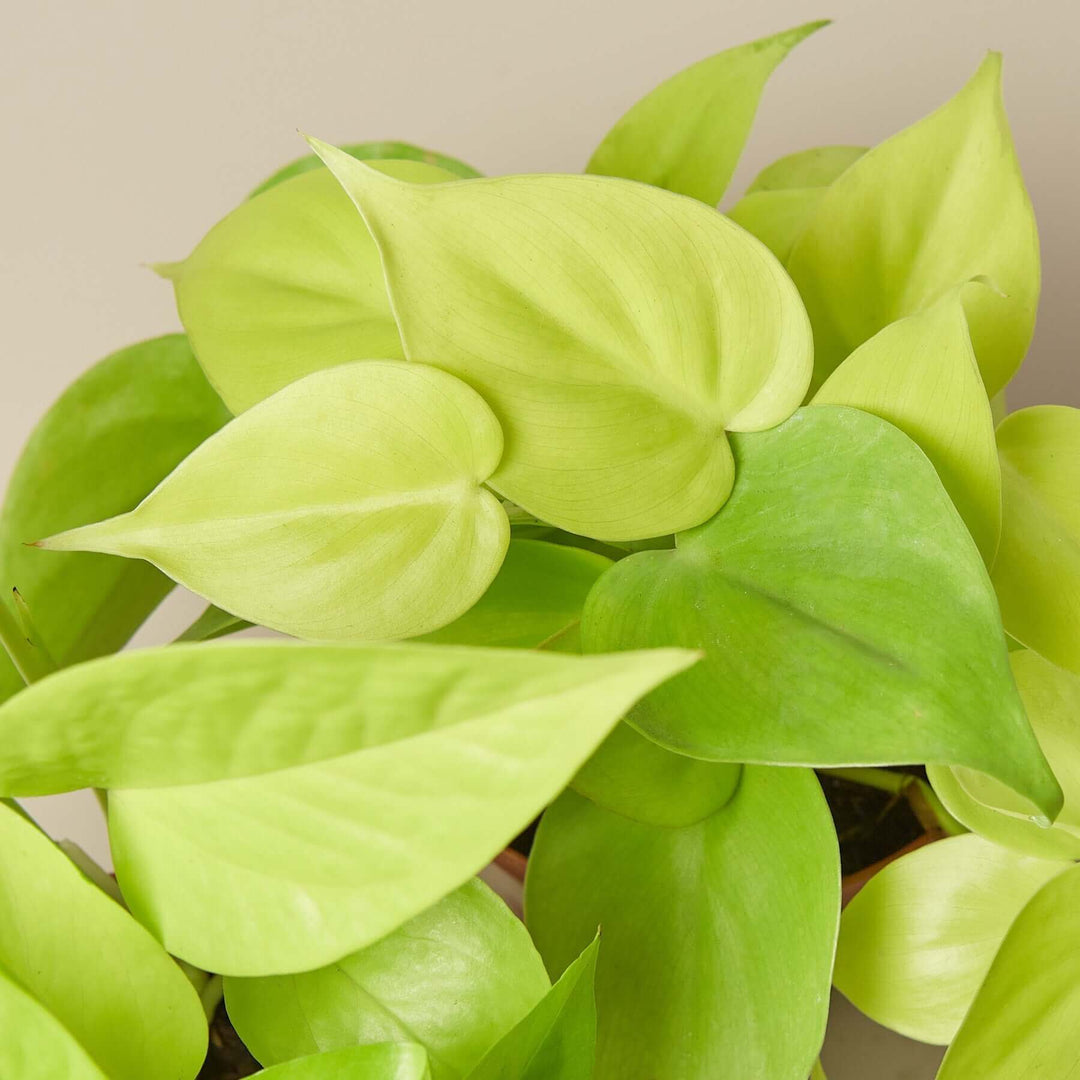 Pothos 'Neon' Cuttings (5 Pack)