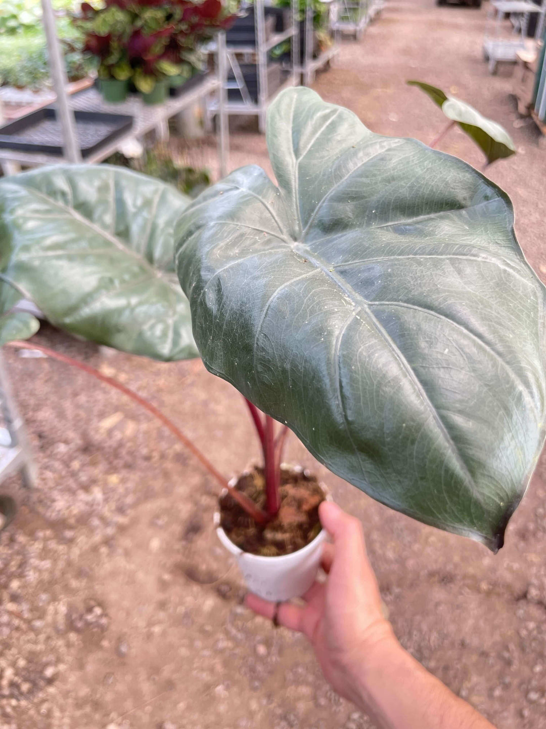 Alocasia Yucatan Princess - 4" Pot