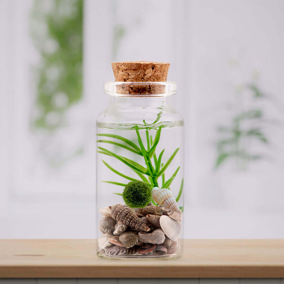 Alchemist Moss Ball Pets Terrarium Customizer - Design Your Unique Terrarium