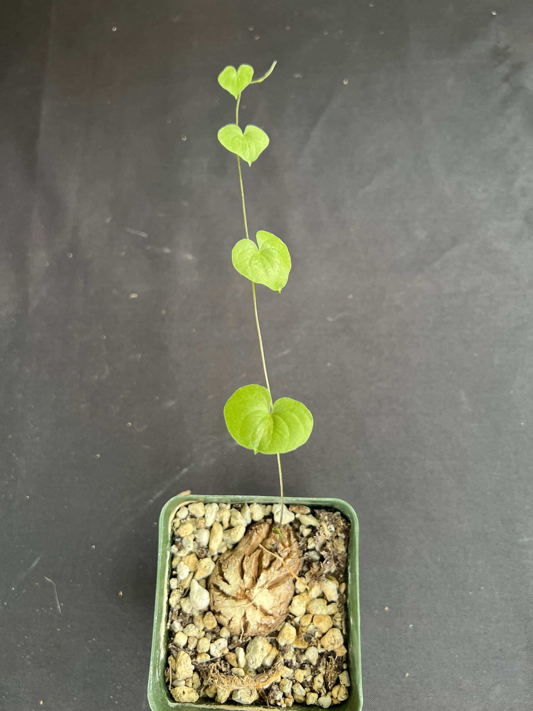 Full view of Dioscorea elephantipes, also known as Elephant's Foot Vine, in a 4-inch nursery pot, showcasing its unique caudex and vining leaves.