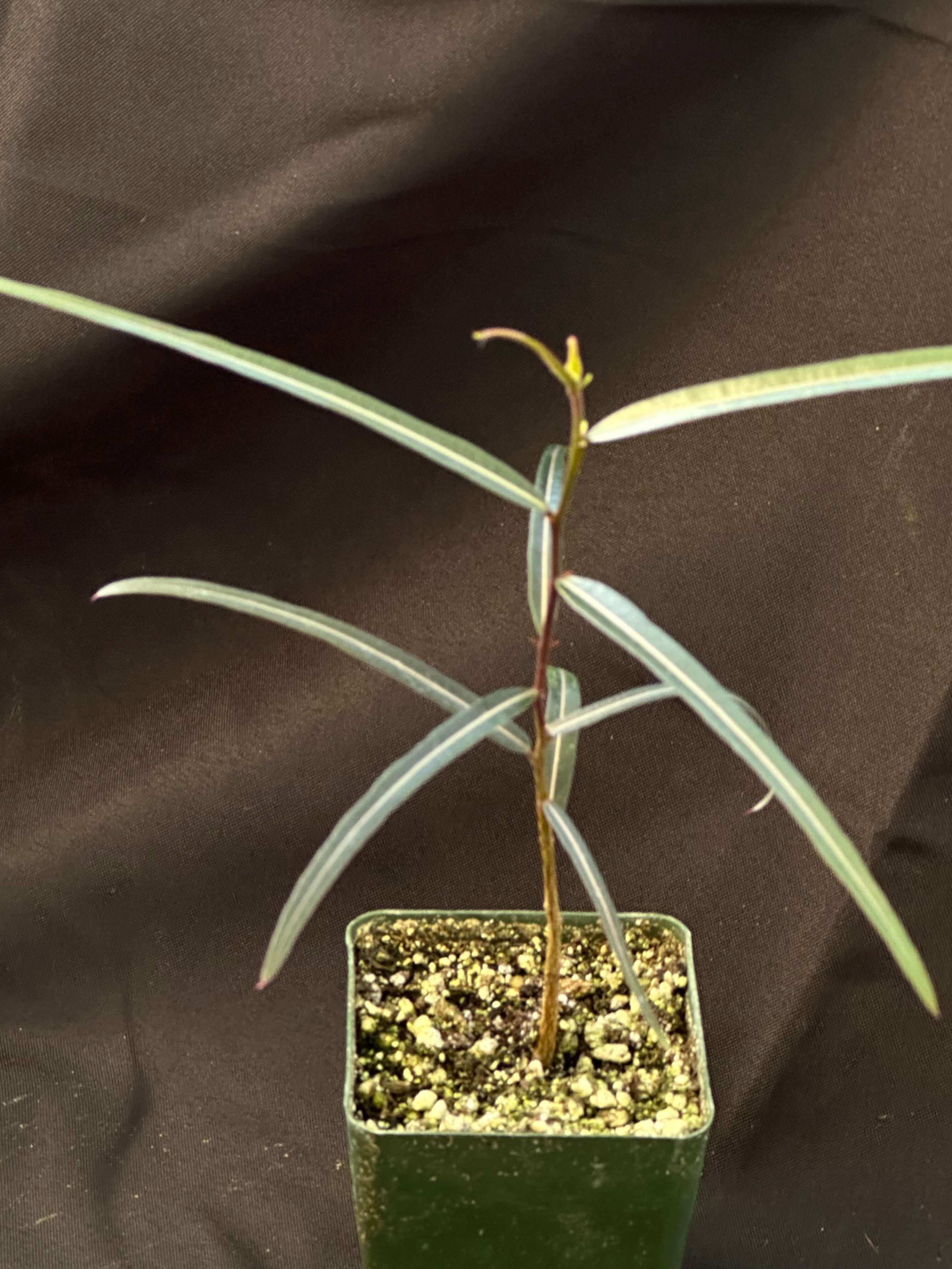 Young Brachychiton Rupestris plant in a 4-inch nursery pot, showcasing its thick, bottle-shaped trunk characteristic of the Queensland Bottle Tree.