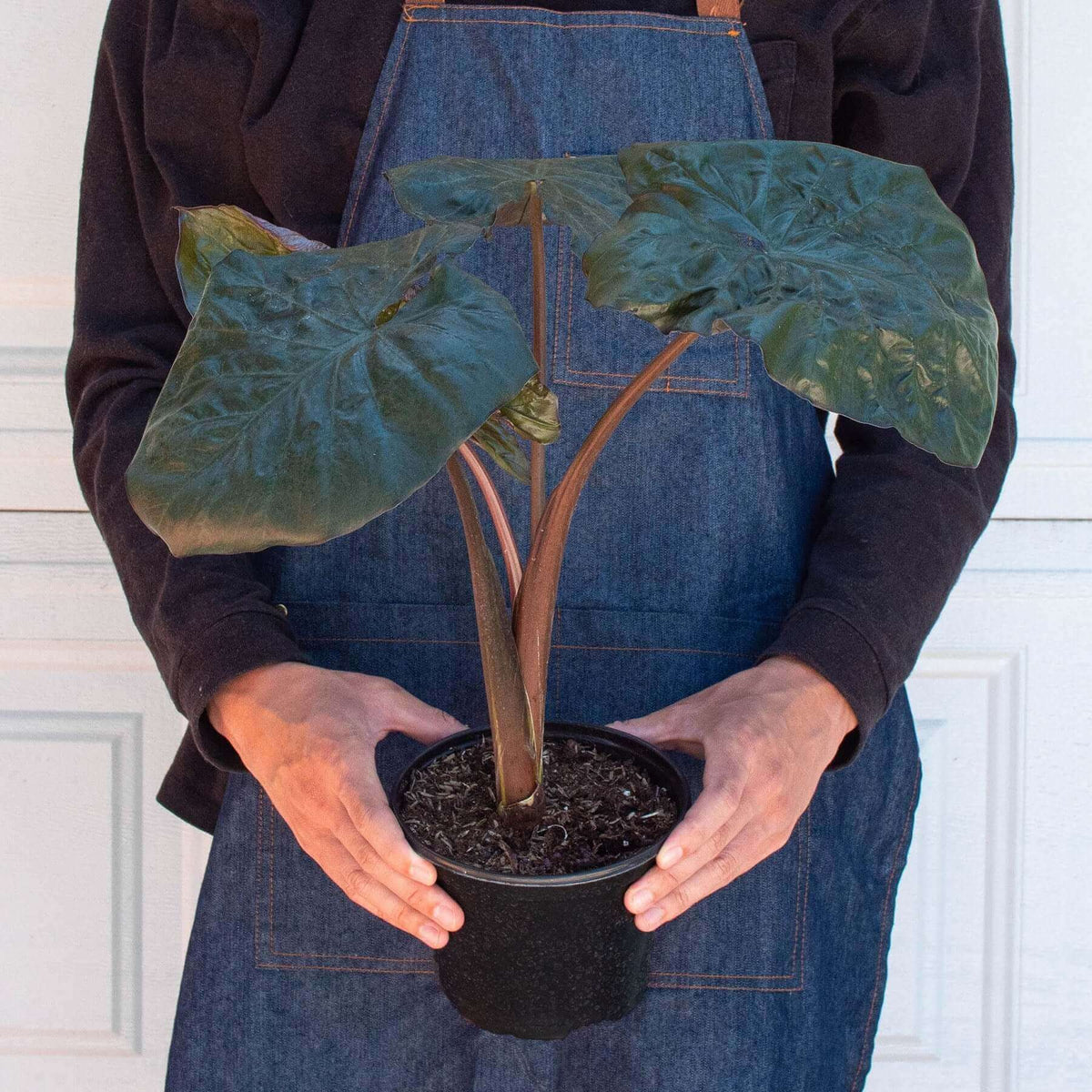Alocasia Serendipity Variegated