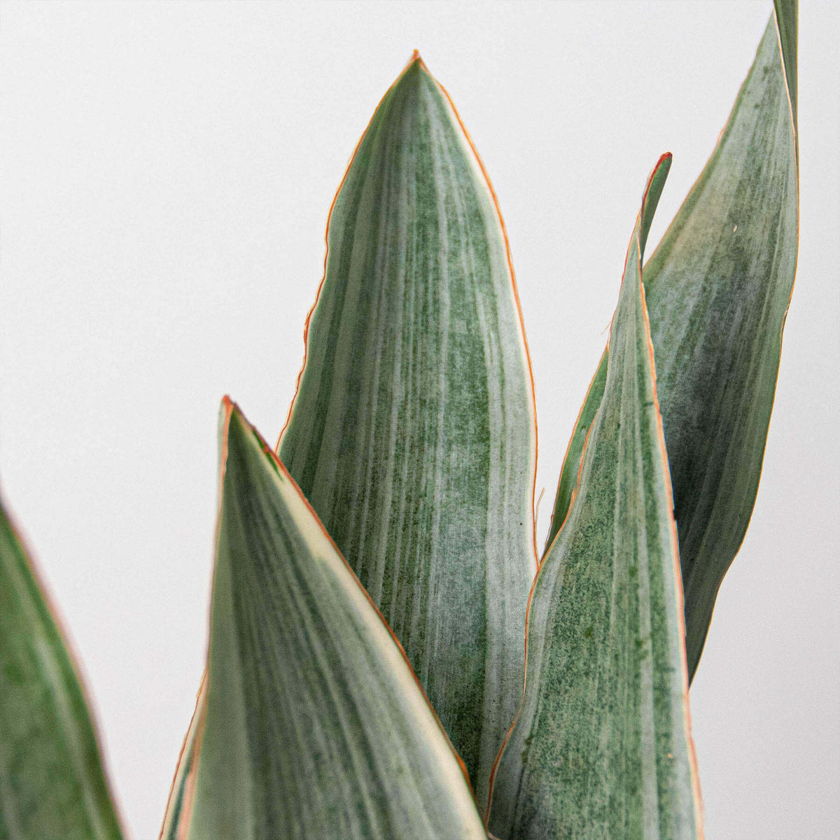 sansevieria sayuri snake plant Sansevieria Sayuri Live Plant - Silver Metallica Snake Plant