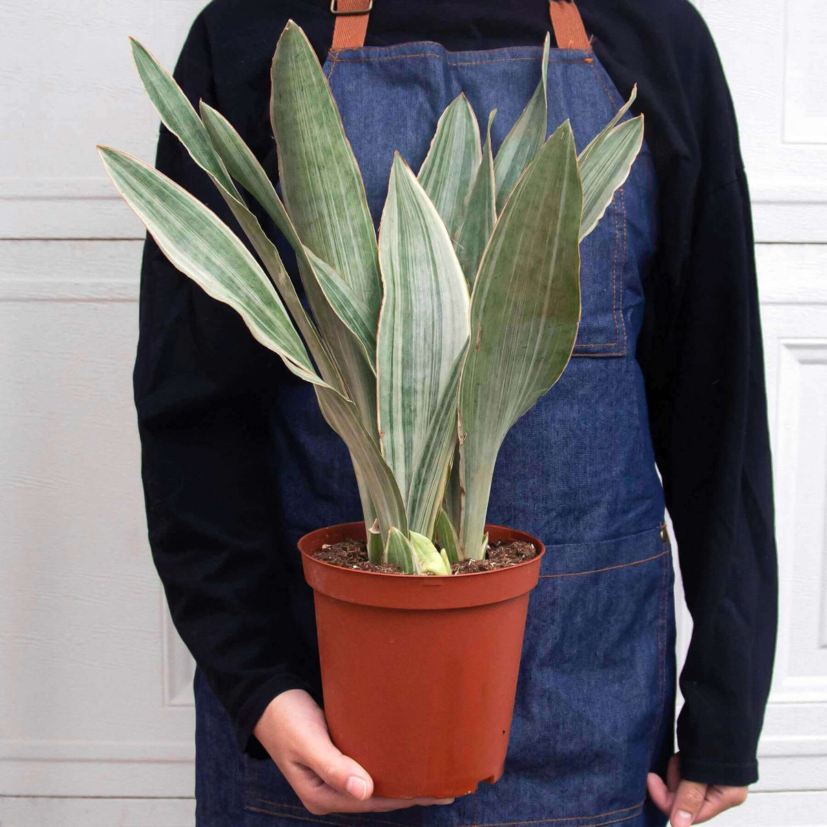 sansevieria metallica care Sansevieria Sayuri Live Plant - Silver Metallica Snake Plant