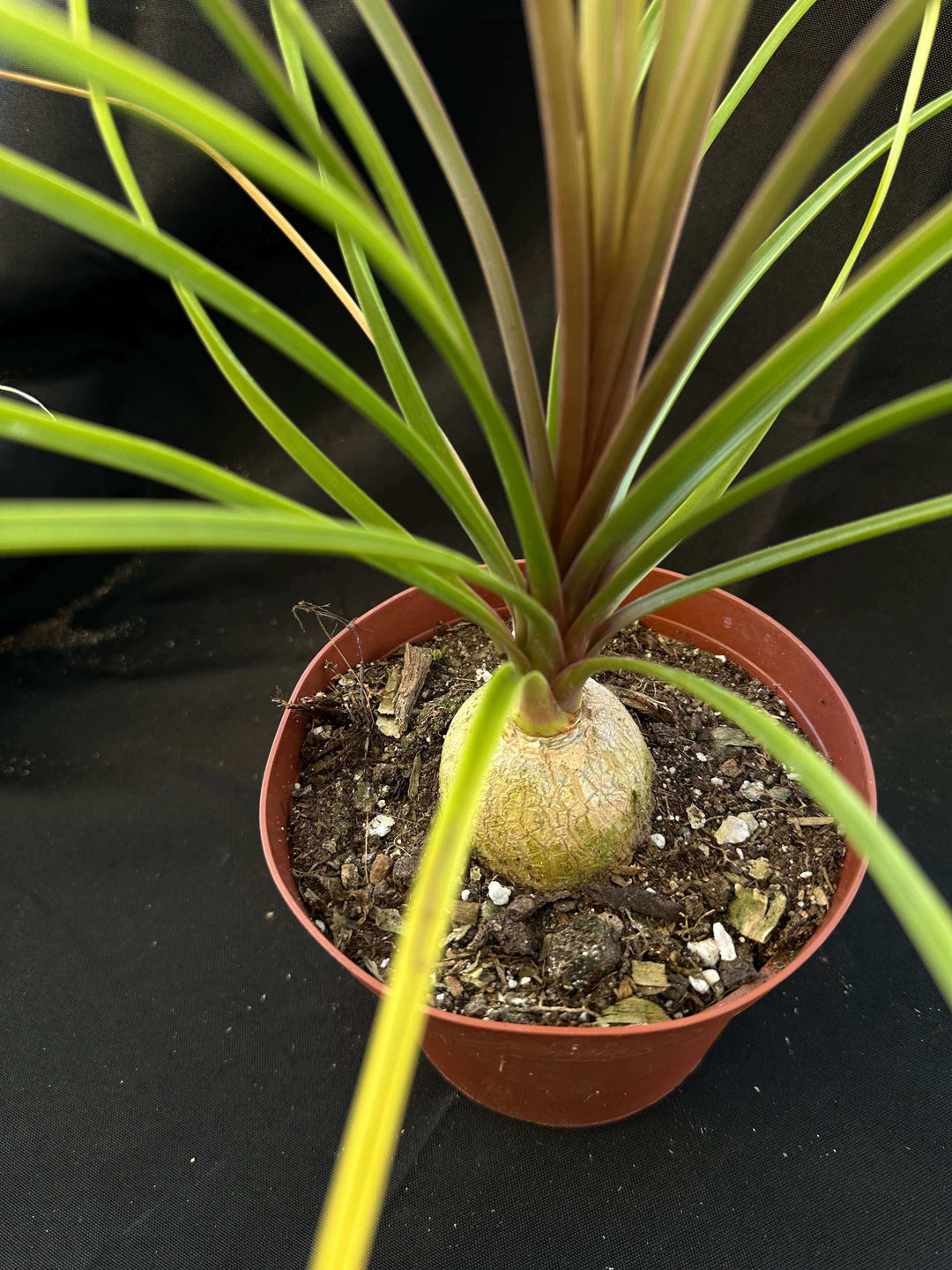 Beaucarnea recurvata - Ponytail Palm