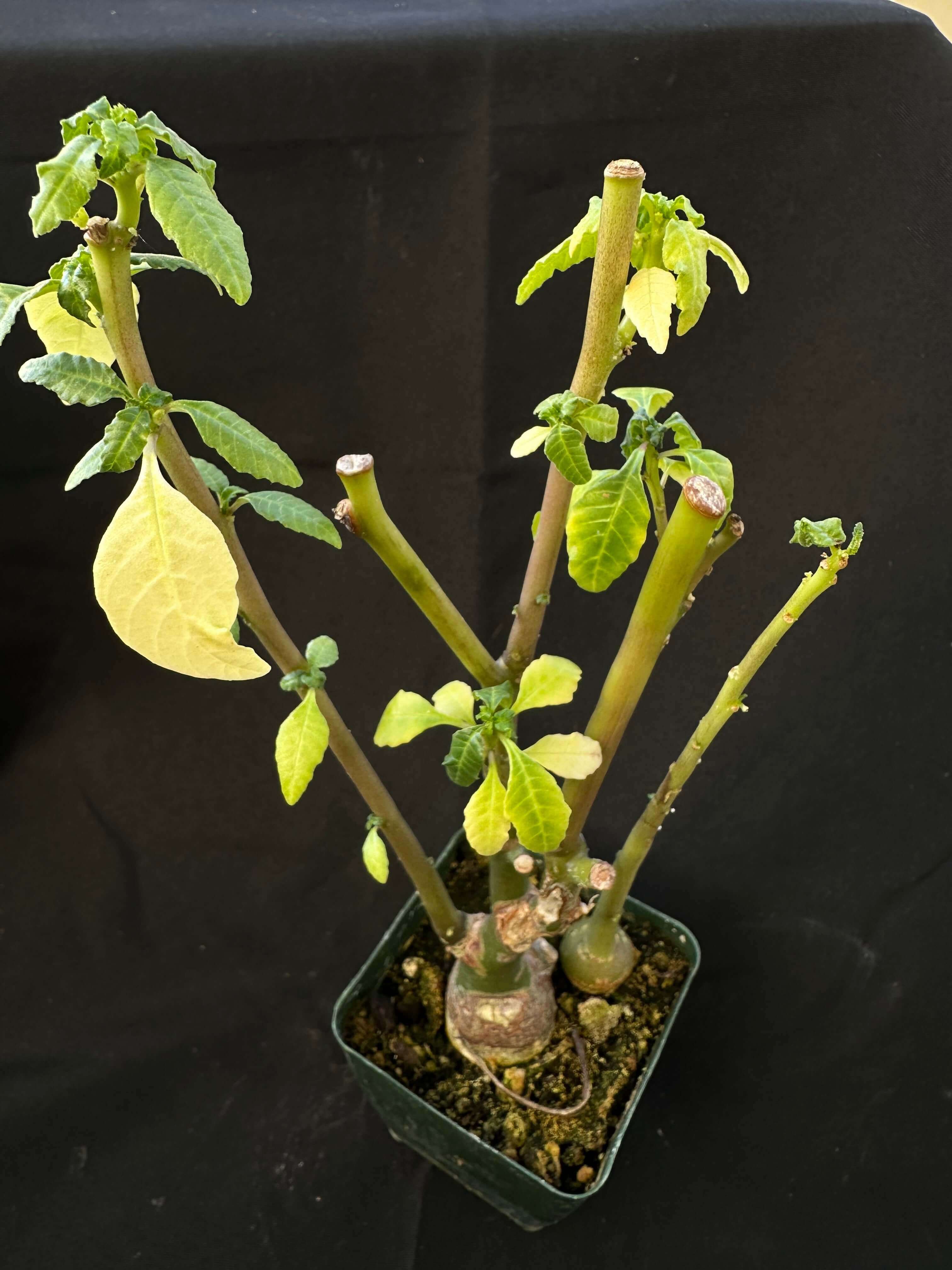 Close-up of Dorstenia zanzibarica in a nursery pot, focusing on its unique fan-shaped foliage.