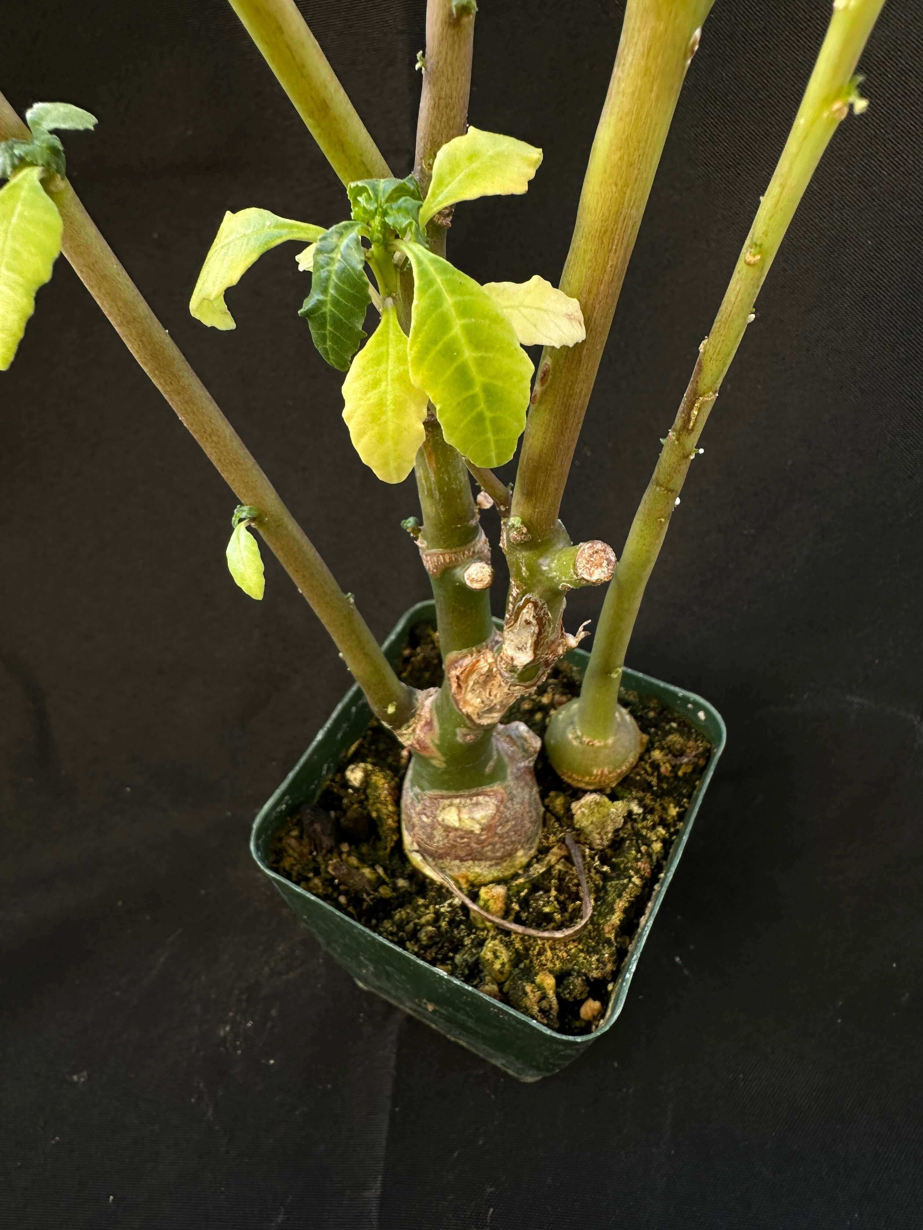 Detailed view of a Dorstenia zanzibarica showing its textured leaves and robust stem in a nursery pot.