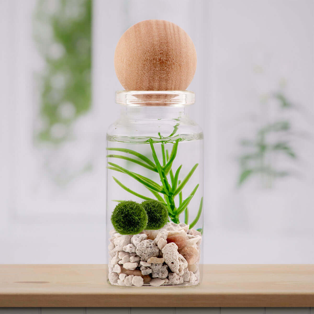 Natural wood sphere atop a terrarium, bringing an organic, rustic charm.