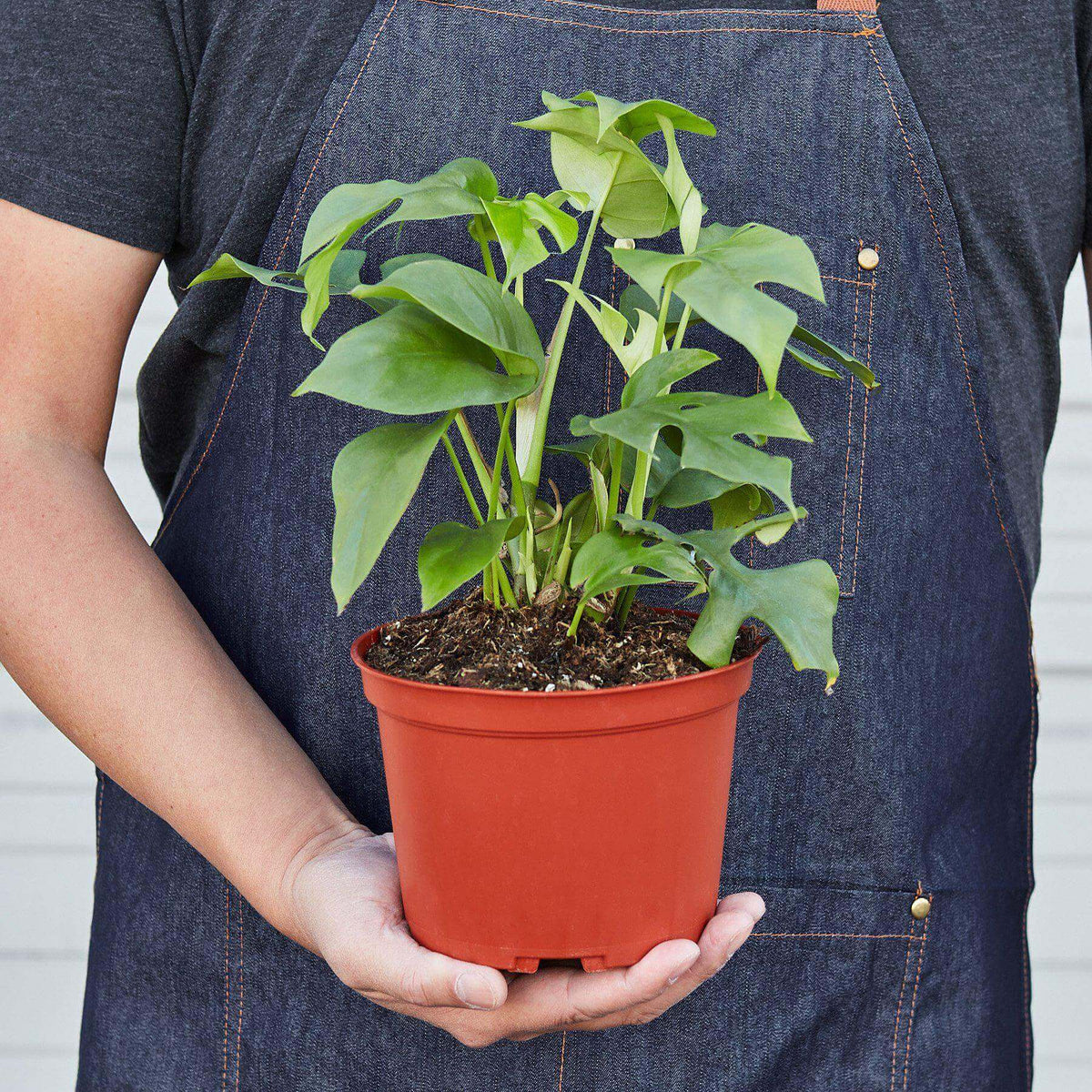 monstera piccolo Monstera Minima 4 inch Rhaphidophora Tetrasperma Philodendron Piccolo Mini Gi Florida House Plants