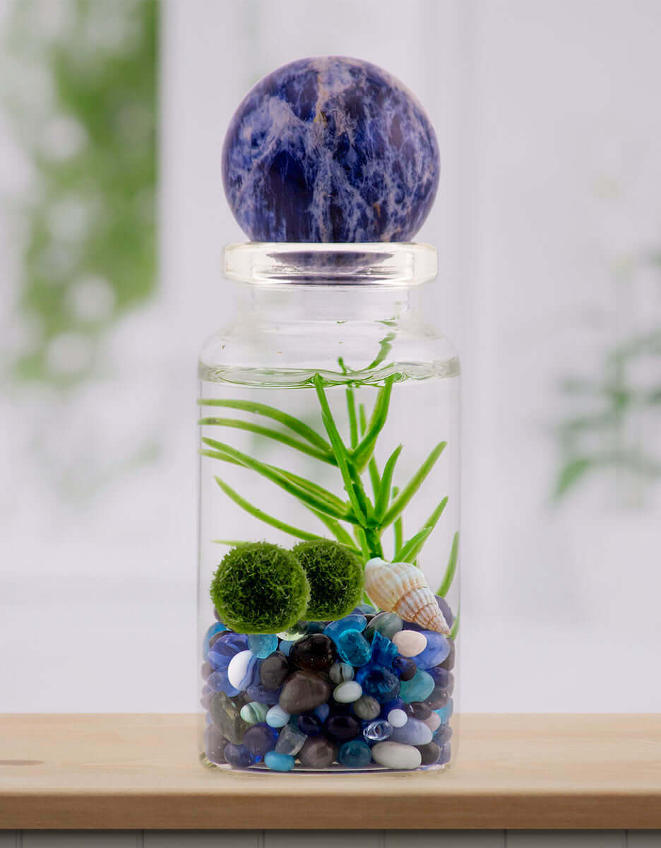 Blue Sodalite sphere enhancing a moss ball terrarium with its deep blue hues.