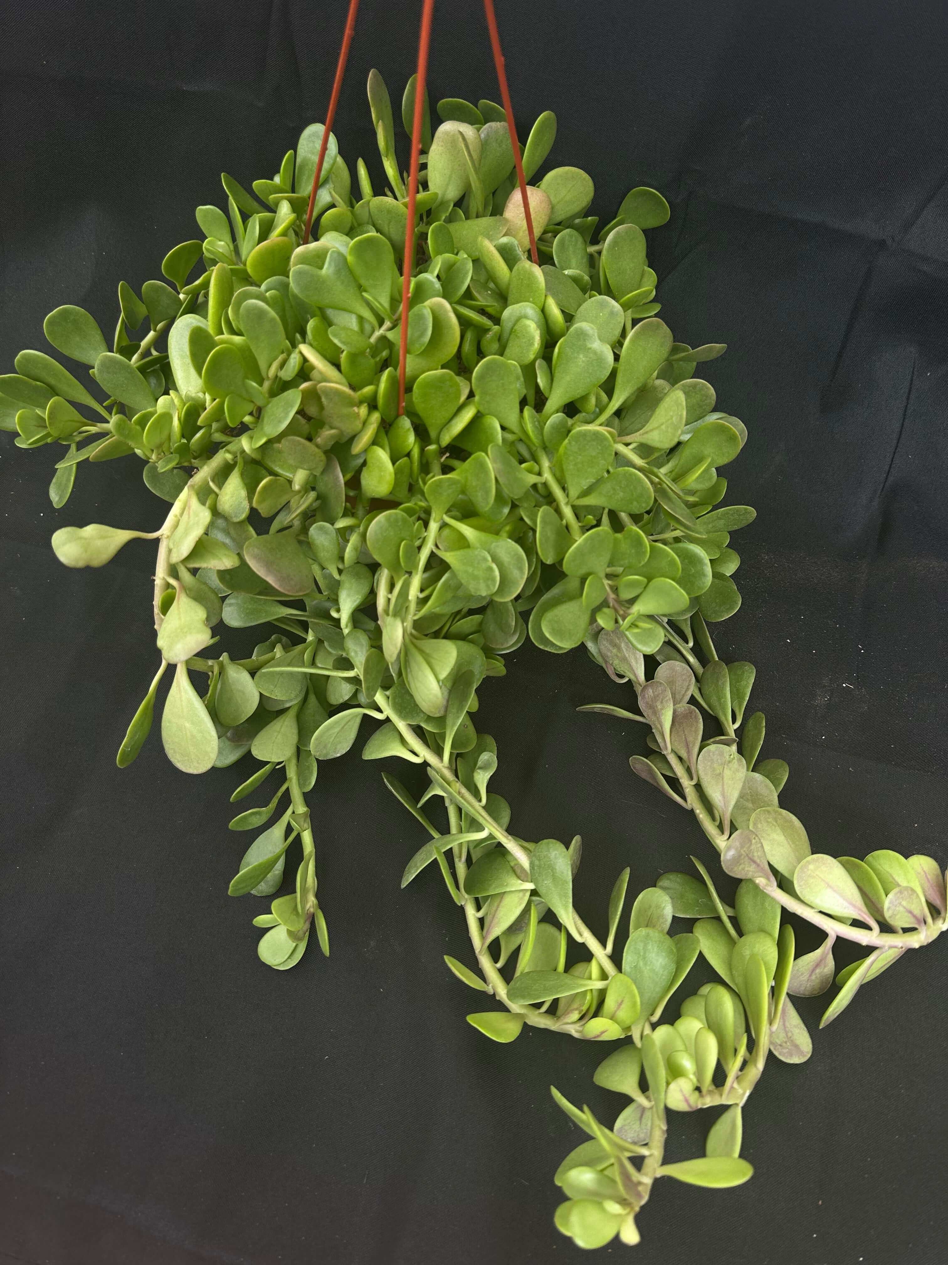 Lush Trailing Jade (Senecio Jacobsenii) featuring cascading glossy green leaves.