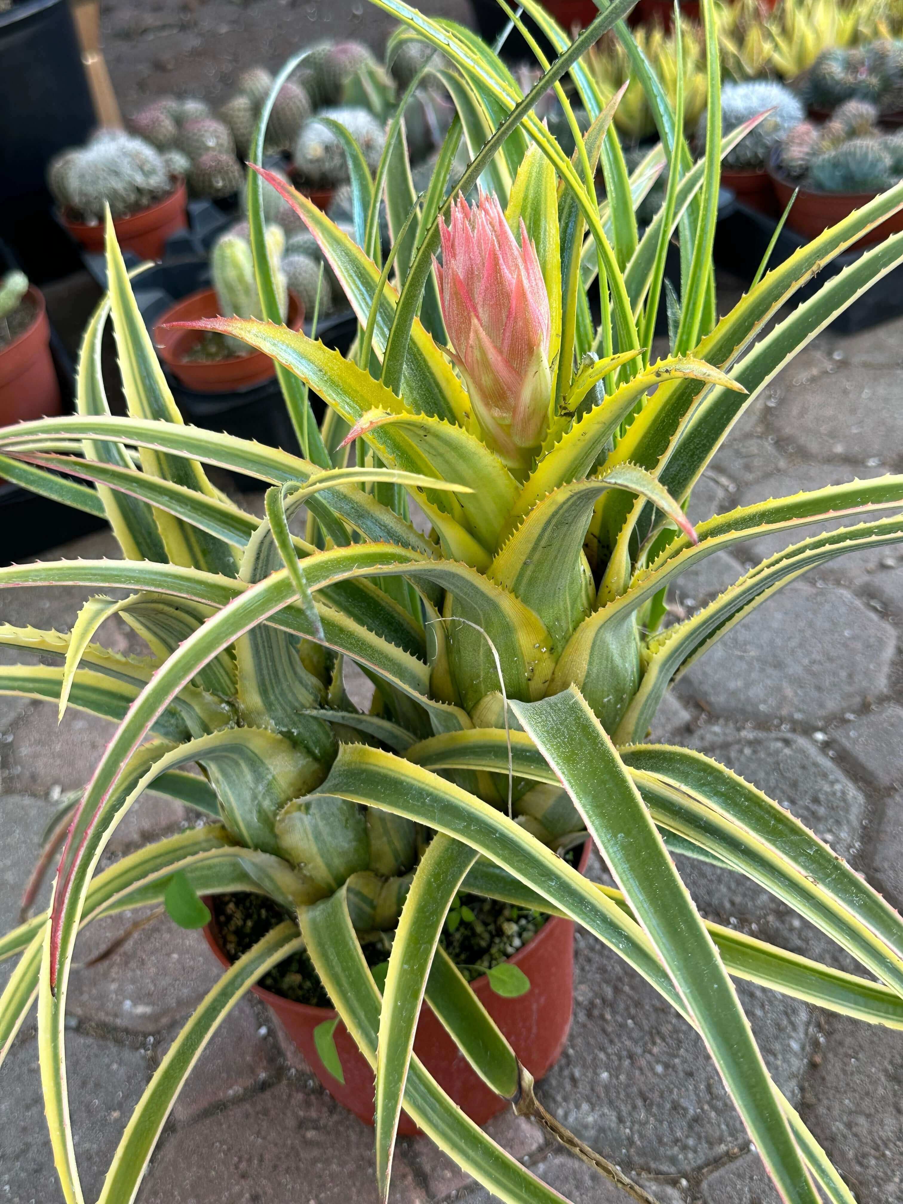 Nursery pot containing an Aztec Gold Variegated Bromeliad Cluster, showing off the plant's lush green and yellow variegated leaves and prominent bloom.