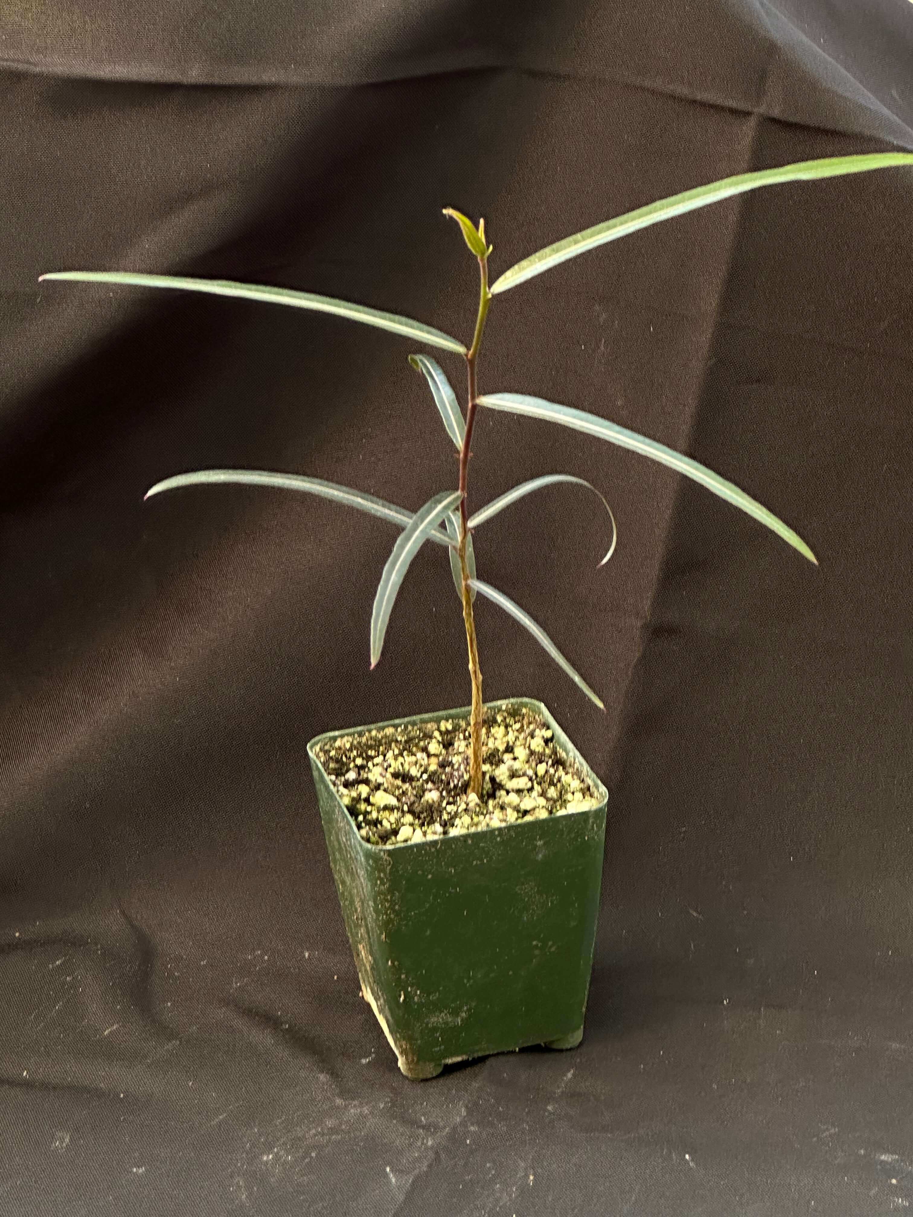 Nursery pot containing a Brachychiton Rupestris, highlighting the early development of its distinctive swollen trunk, adapted for water storage.