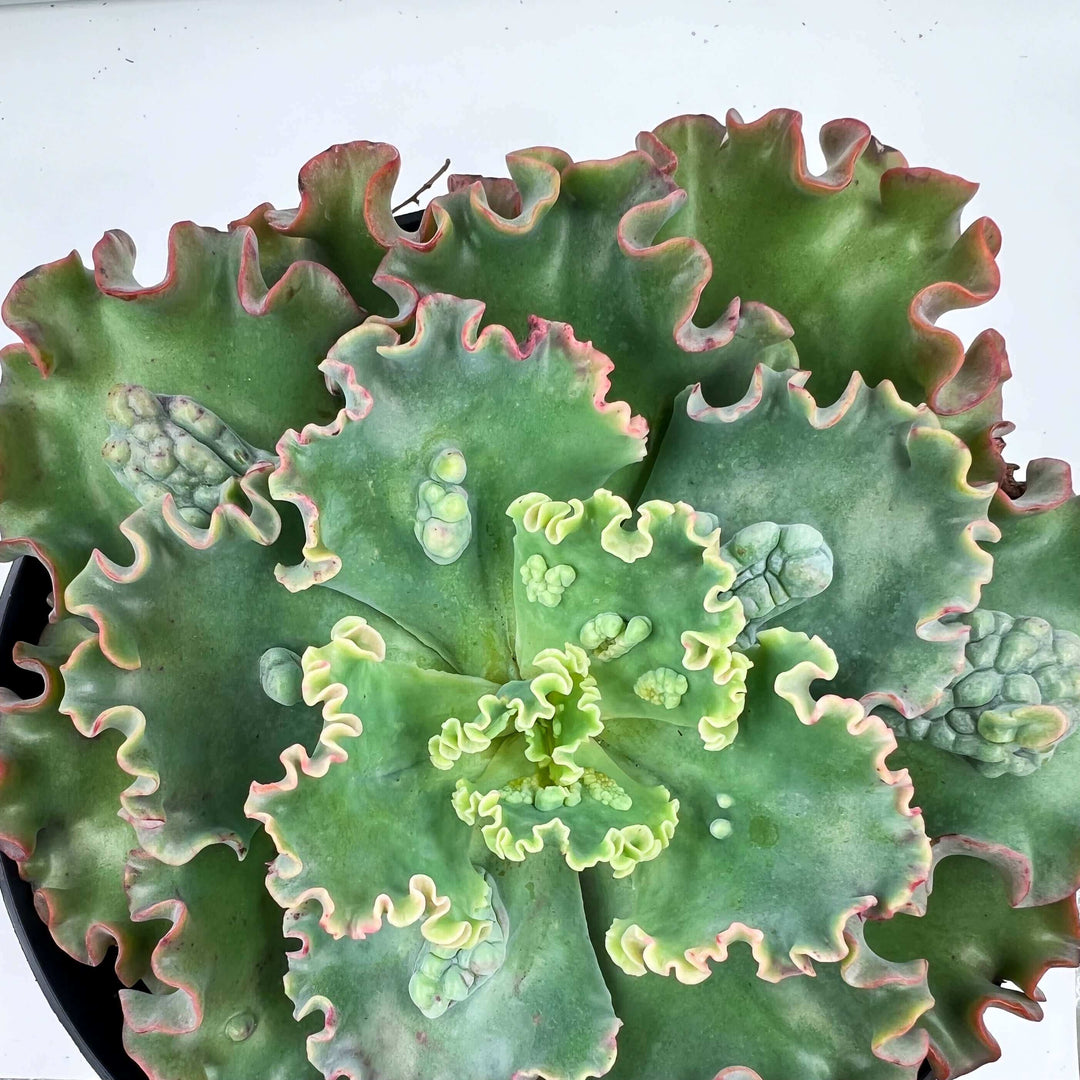 Echeveria SEADRAGON in 8" pot