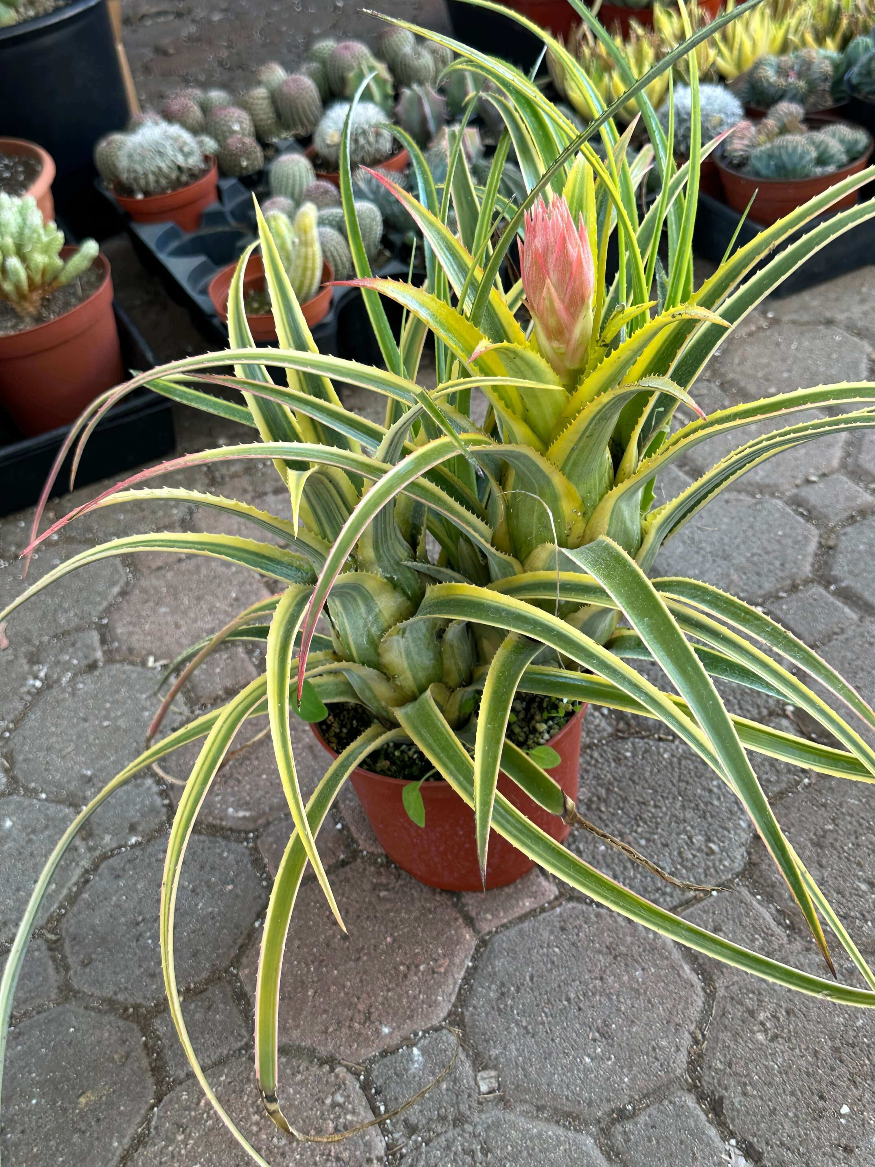 Aztec Gold Variegated Bromeliad in a standard nursery pot, focusing on the plant’s overall structure and colorful foliage with bloom.