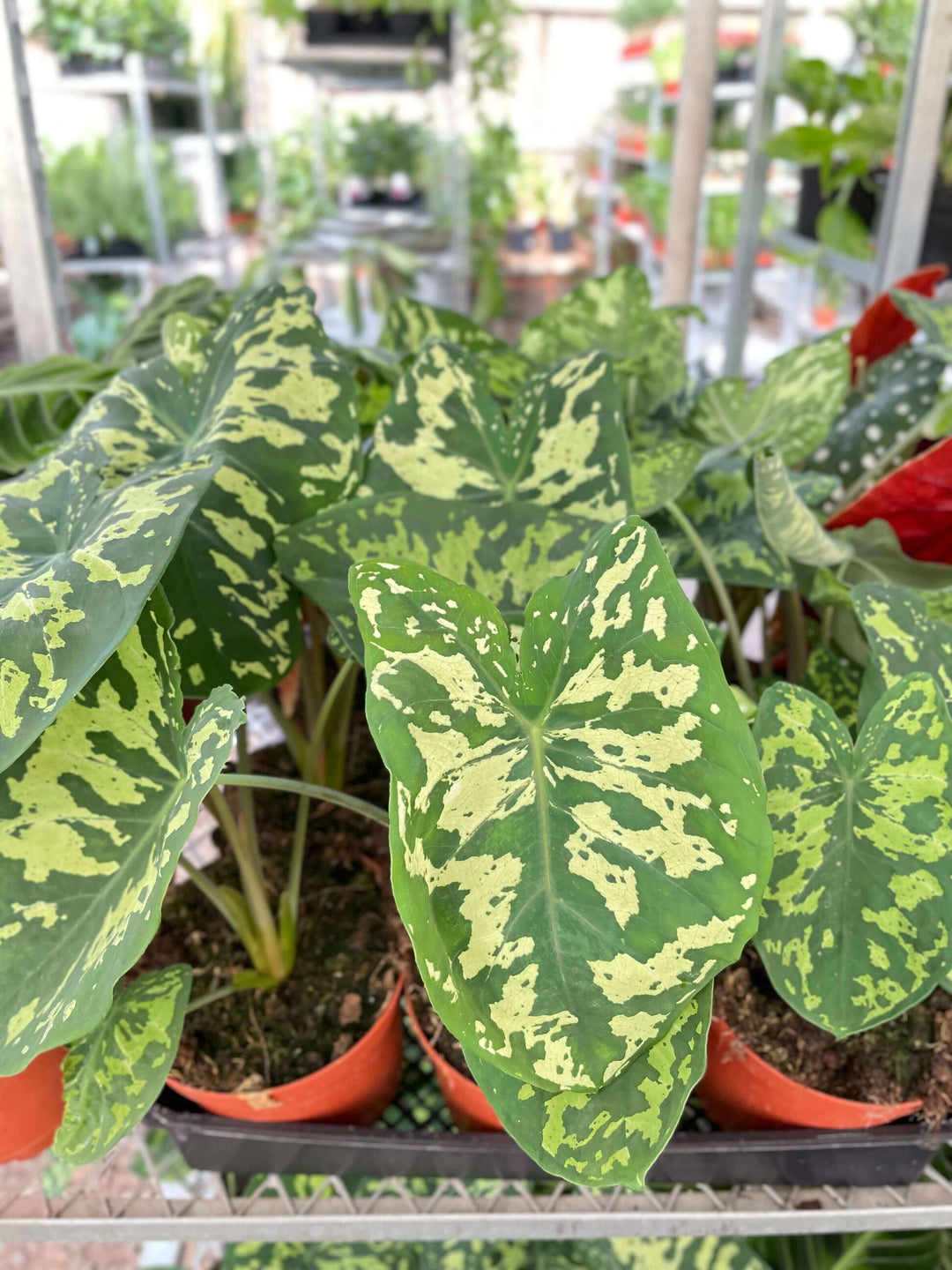 Alocasia 'Hilo Beauty'