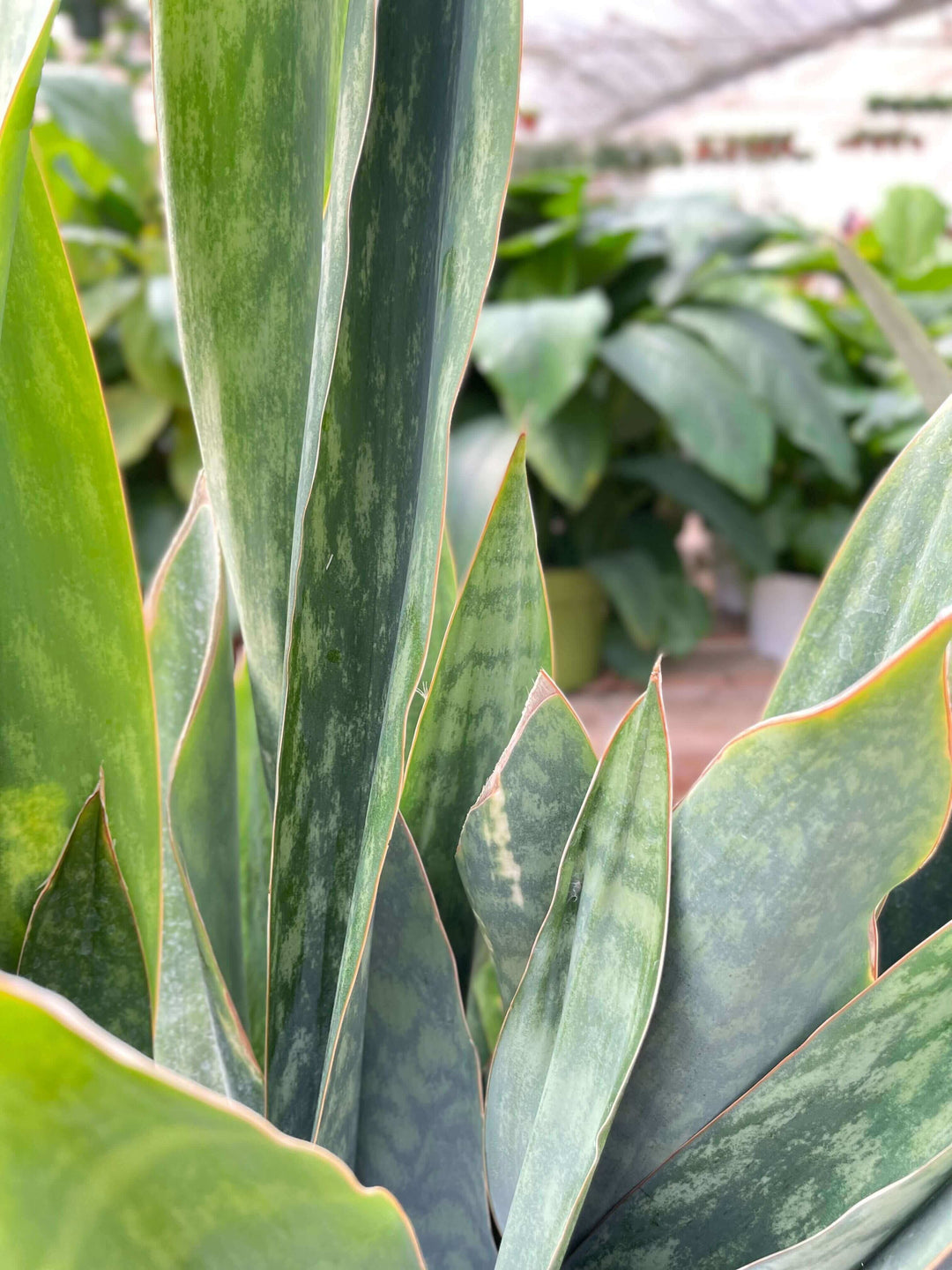 Snake Plant 'Silver Queen' - 10" Pot