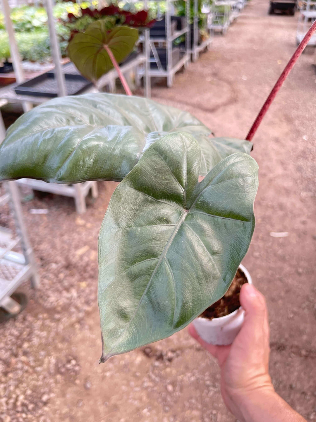 Alocasia Yucatan Princess - 4" Pot