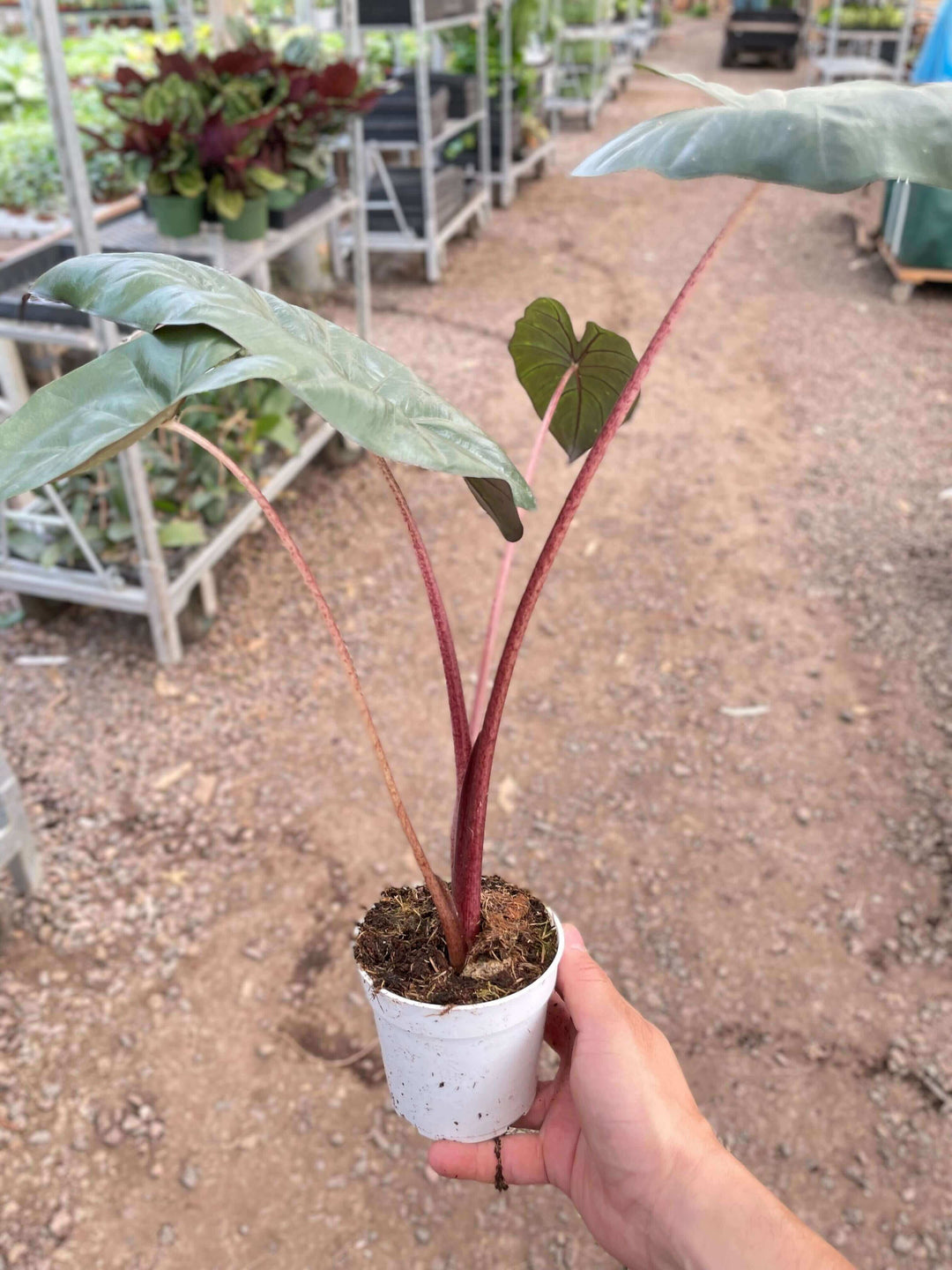 Alocasia Yucatan Princess - 4" Pot