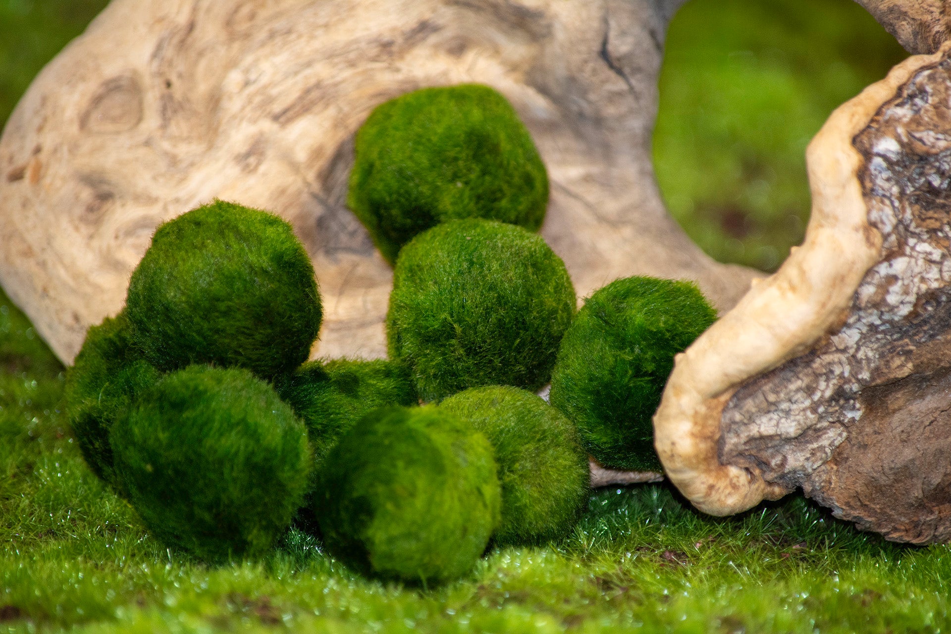 Marimo Moss Balls displayed with driftwood for care inspiration