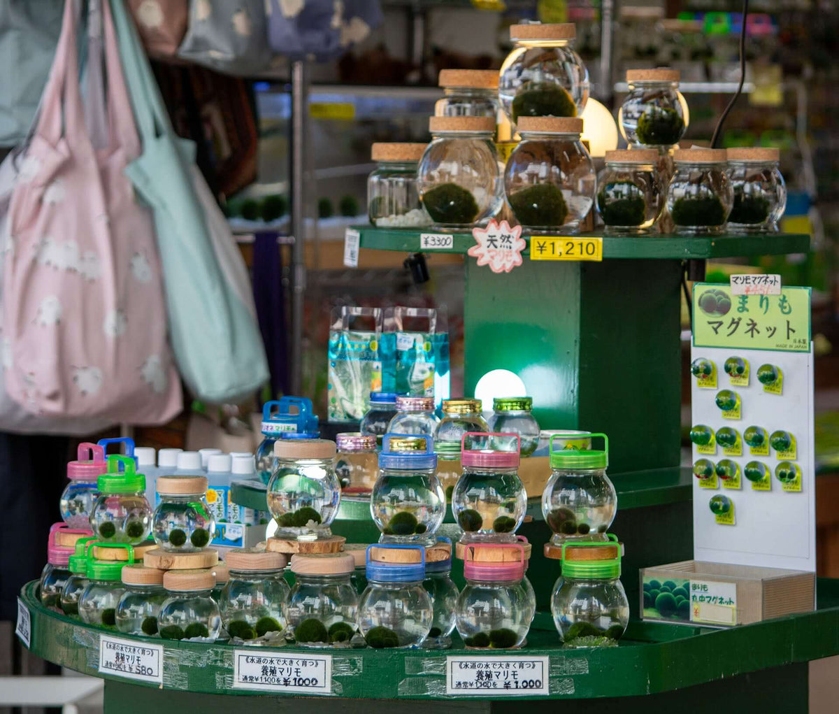 Marimo moss ball terrarium souvenirs for sale at a local shop in Akanko Onsen, Lake Akan, Hokkaido — featuring natural spherical Marimo in decorative glass jars.