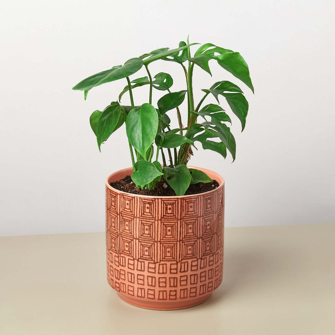 Pre-Potted Monstera Gift Arrangement