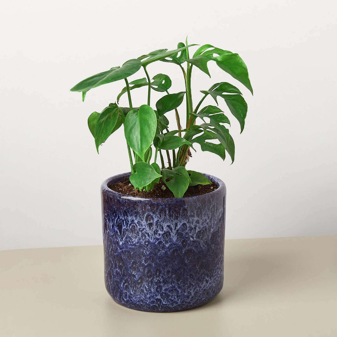 Pre-Potted Monstera Gift Arrangement