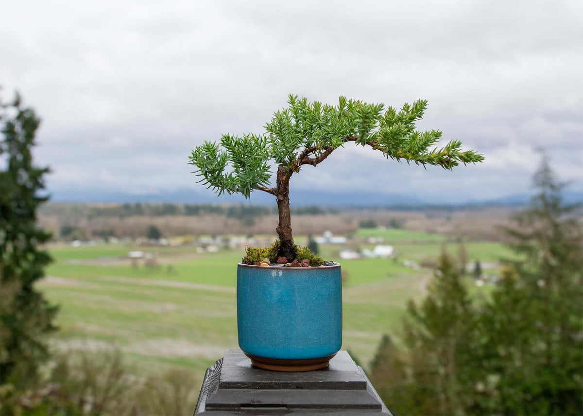 bonsai trees buy Small Juniper Bonsai Tree