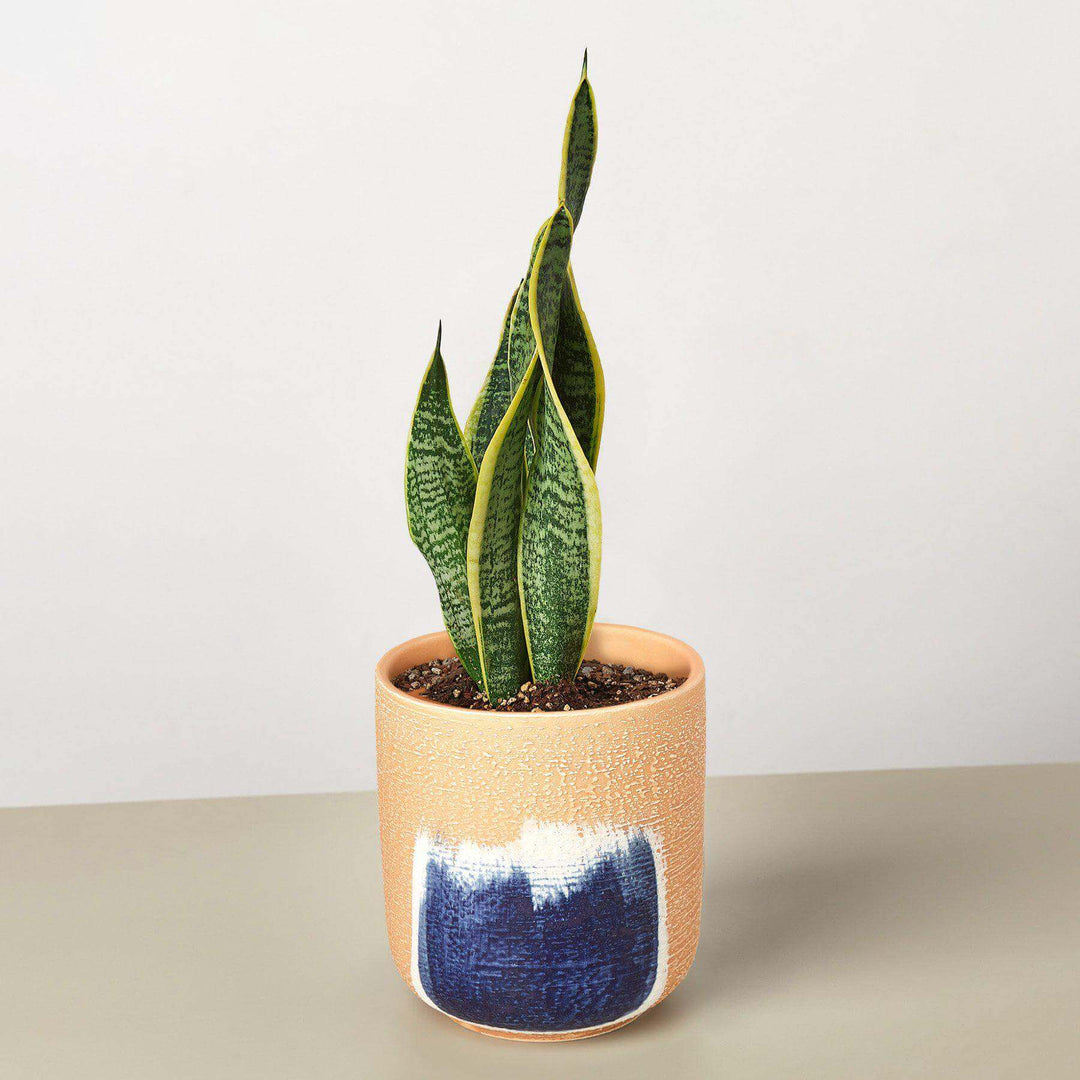 Snake Plant 'Laurentii'