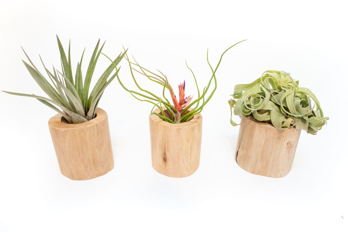 driftwood for air plants Set of 3 Large Driftwood Containers with Custom Tillandsia Air Plants