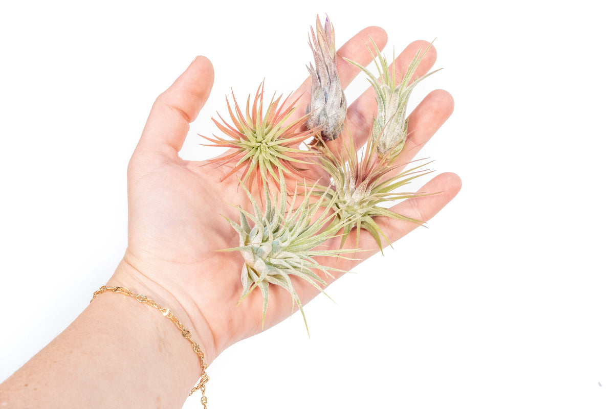 Tillandsia_Air_Plant_Variety_P