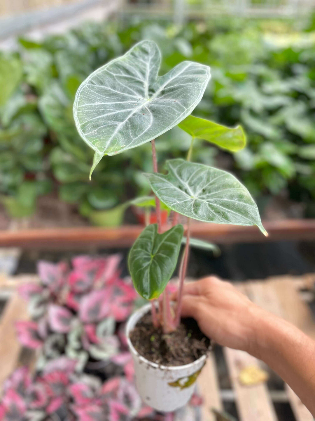 Alocasia 'Ivory Coast'