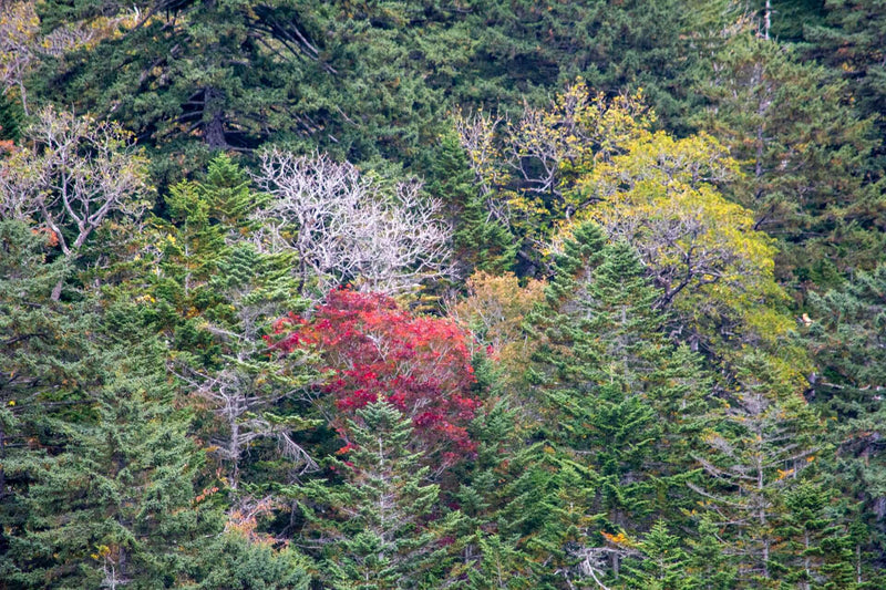 Colorful autumn foliage with red, yellow, and green trees lining the shore of Lake Akan in Hokkaido, Japan.