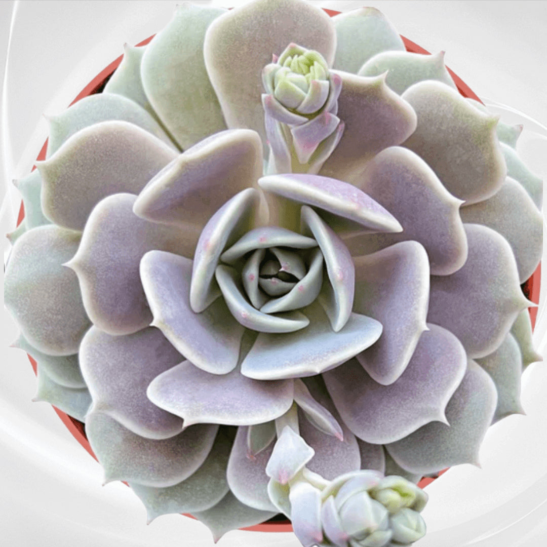 Detailed view of Echeveria Lola’s rosette, showcasing the pink-tinted edges and the emerging yellow and pink blooms, indicative of healthy sun exposure.
