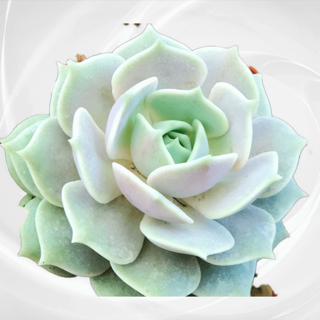 Close-up of GORGEOUS Echeveria Lola in a 4-inch nursery pot, displaying its soft green leaves with pink blush enhancing its delicate rosette shape.