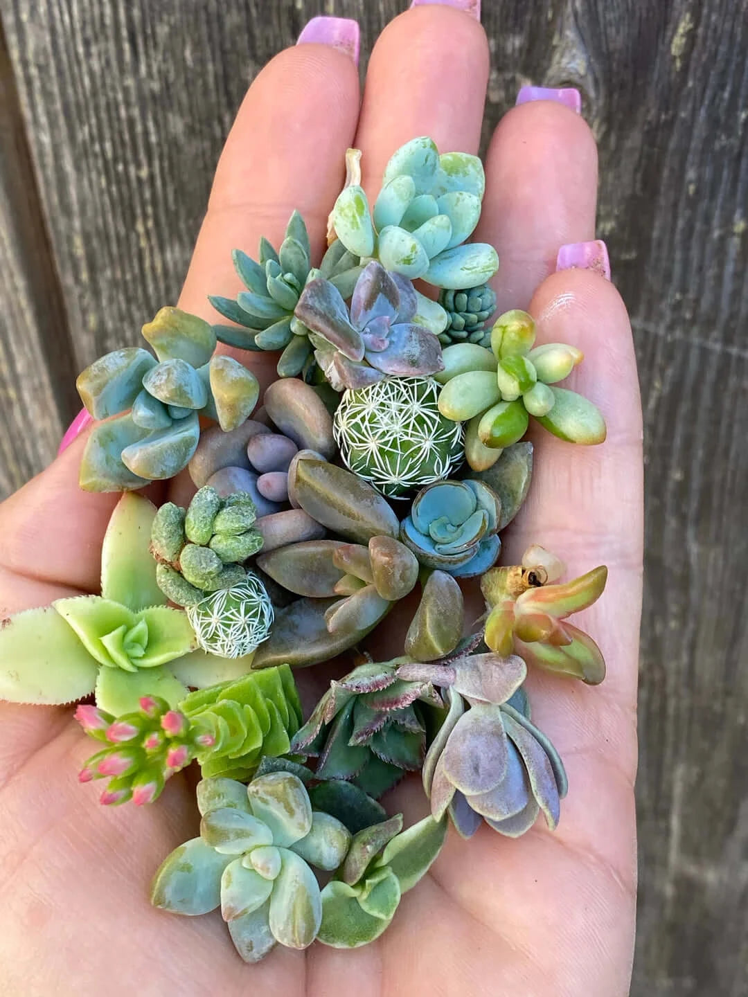 Hand cradling a colorful assortment of mini succulents, ideal for vibrant terrariums and plant crafts.
