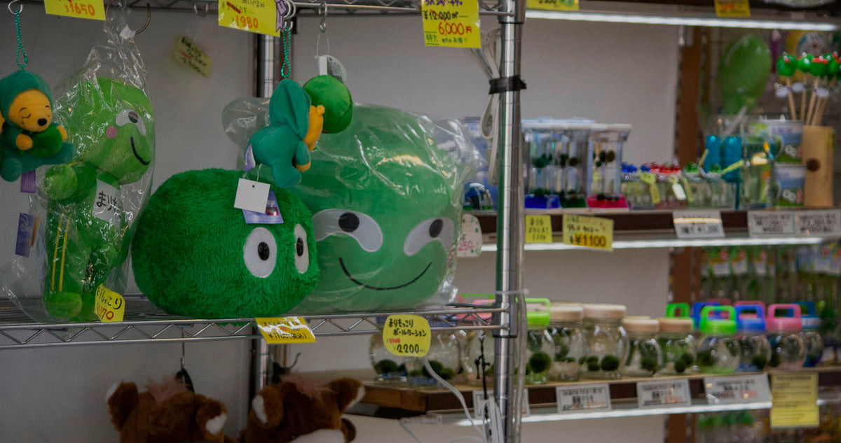 Marimo-themed souvenirs and plushies at Akanko Onsen Village gift shop.