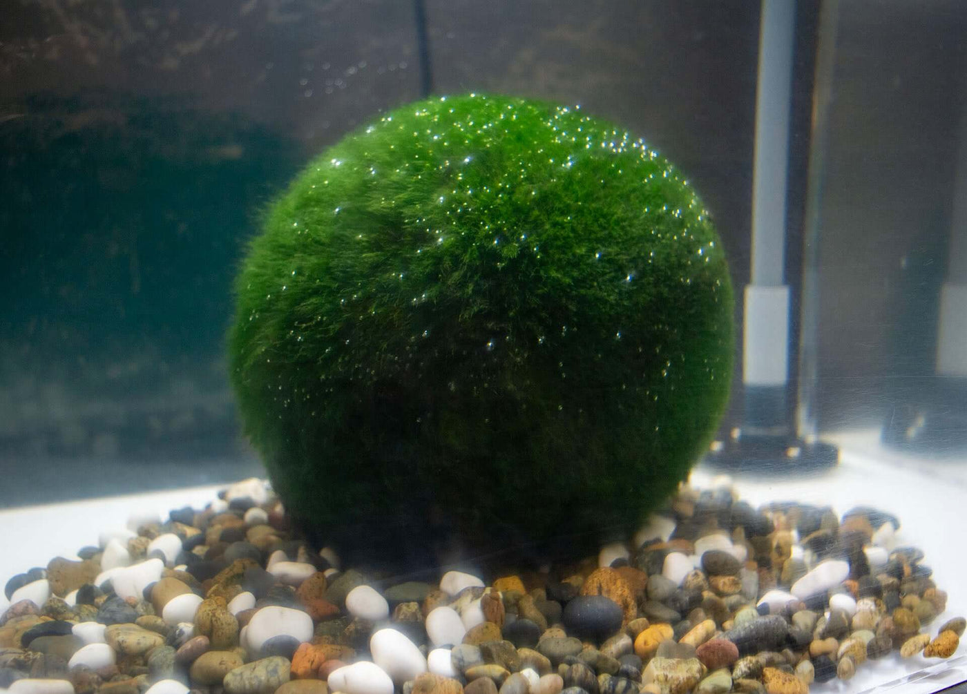 A large, vibrant Marimo moss ball on display at the Lake Akan Marimo Exhibition Center, resting on a bed of multicolored pebbles inside an aquarium.