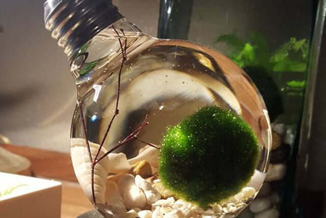 A Moss Ball Pets Reminder; Call Your Mom!