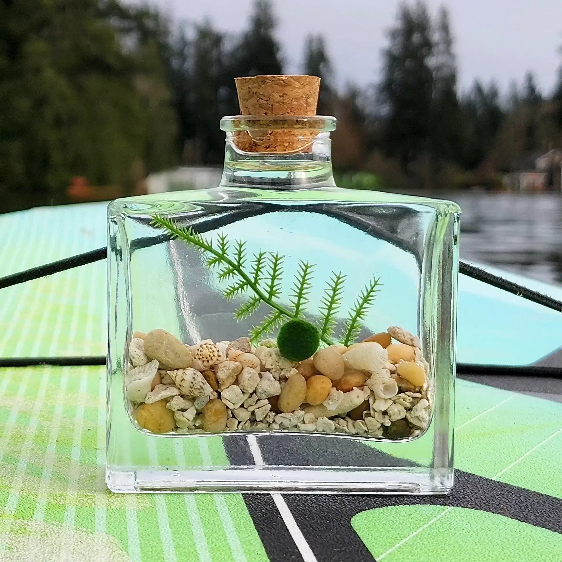 marimo moss ball quarantine setup aquarium