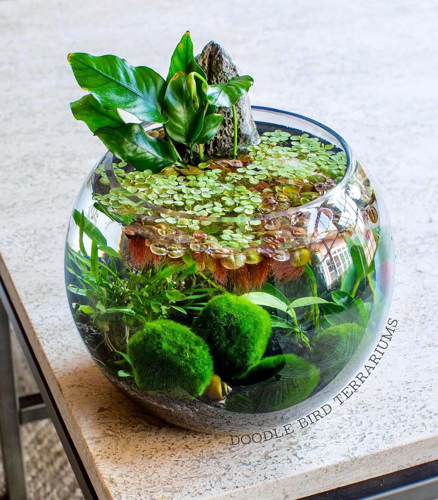 Why You Need a Moss Ball Pet and How to Care for It